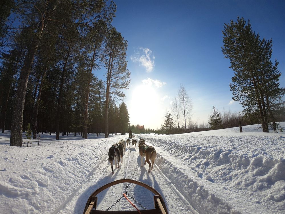 Husky dog sled on a snowy trail